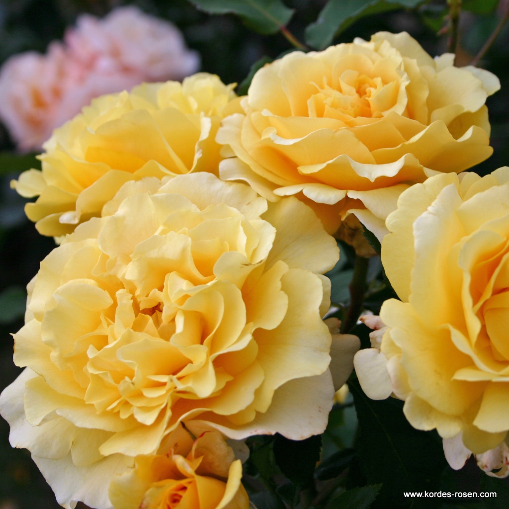 Роза чайно-гибридная Санни Скай